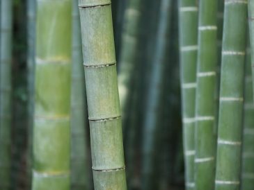 bambu möbler