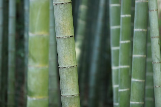 bambu möbler
